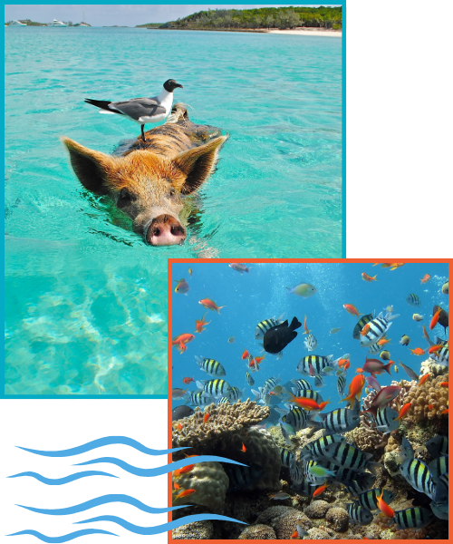 Swiming pigs and tropical fish.