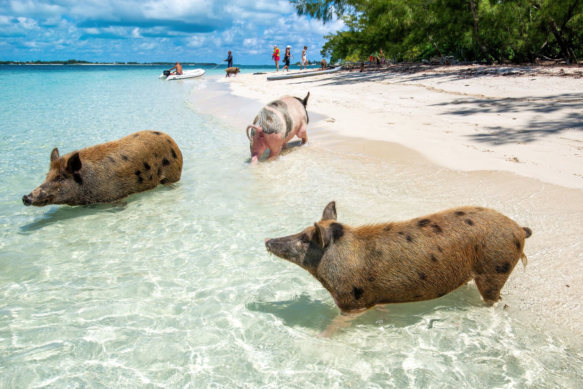 Bahamas Adventure Tour